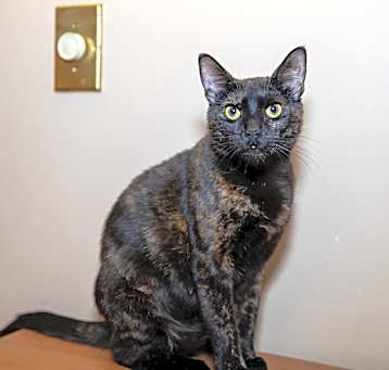 Photo of Sassy