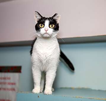 Photo of Cookie