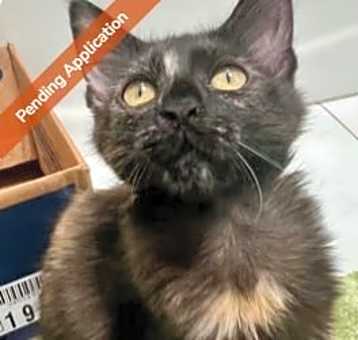 Photo of Astra