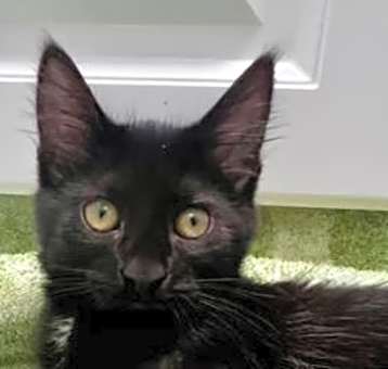 Photo of Archie