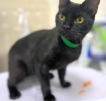 Photo of Elvira-Blind Exotic