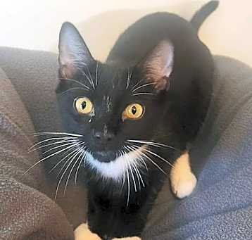 Photo of PURROGI