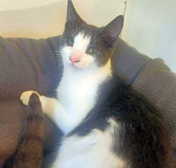 Photo of BISCOTTI
