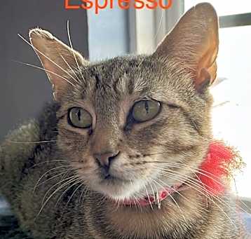 Photo of Espresso