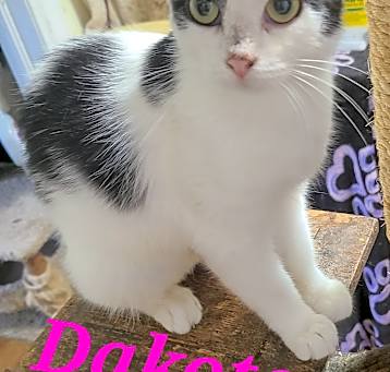 Photo of Dakota