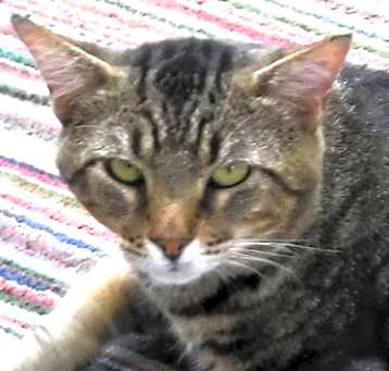 Photo of Bandit