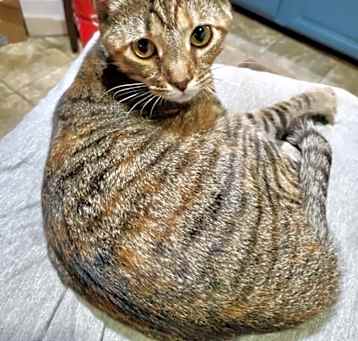 Photo of T Kitties : Tipper