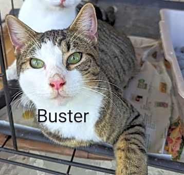 Photo of Buster