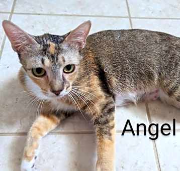 Photo of Angel