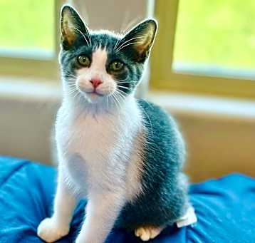 Photo of Lyra