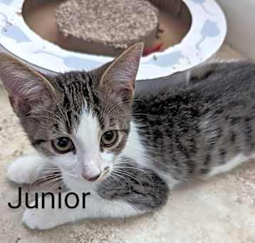Photo of Junior