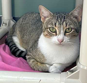 Photo of Cookie
