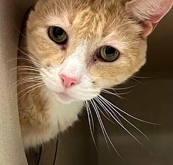 Photo of Mooshy