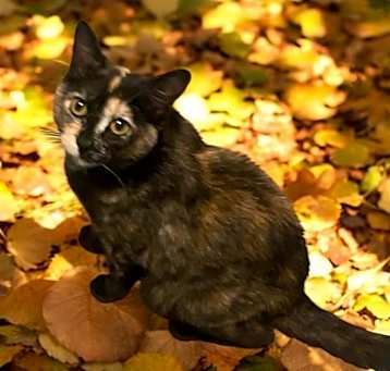 Photo of Momma Wendy (Wendy's Litter)