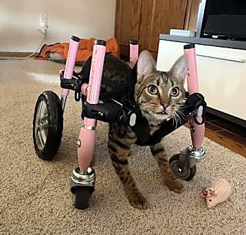 Photo of Wigglypuff
