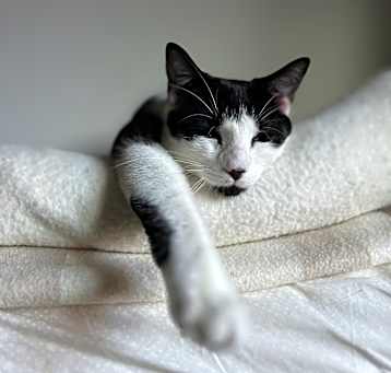 Photo of Rue (f)