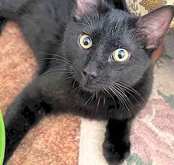 Photo of Leticia ( Tisha)