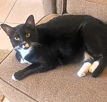 Photo of Shadow