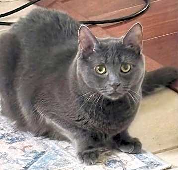Photo of Gracie