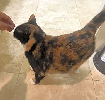 Photo of Luna
