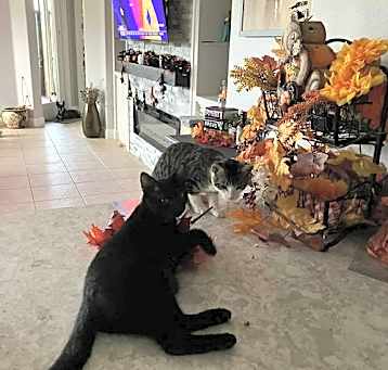 Photo of Coal and Tyler