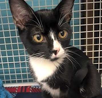 Photo of Bandit