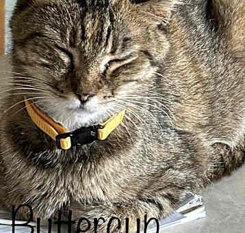 Photo of Princess Buttercup