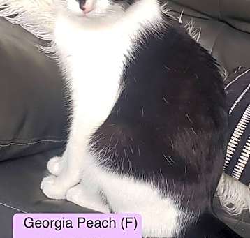 Photo of Georgia Peach