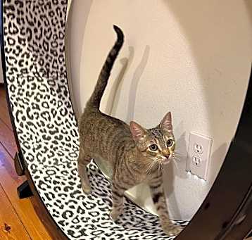 Photo of Shortbread