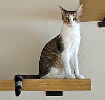 Photo of Shiloh