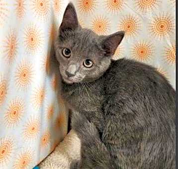 Photo of oregano