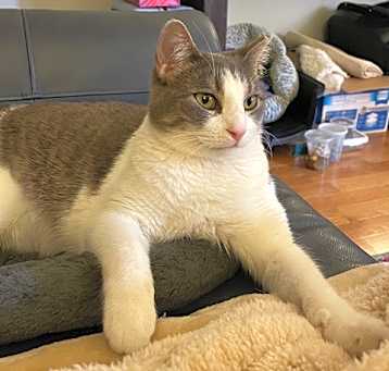 Photo of Big Gracie