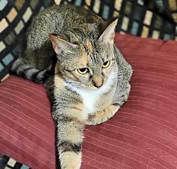 Photo of Khaleesi