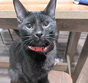 Photo of Luffy