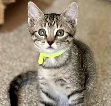 Photo of Marigold