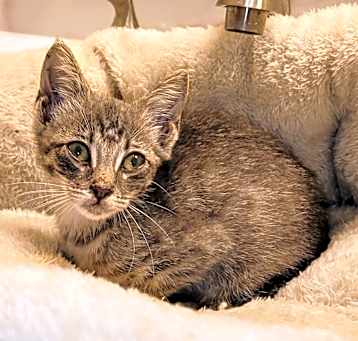 Photo of Petunia