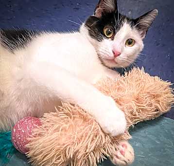 Photo of Pongo