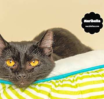 Photo of MARIBELLA (for real cat lovers
