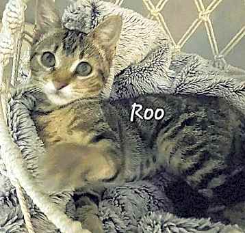 Photo of Roo #young-&-energetic