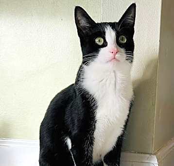 Photo of Chiclet (Bonded with Batman)