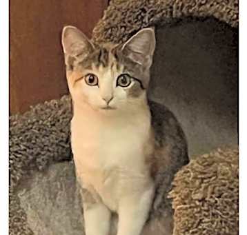 Photo of Dolly