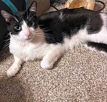 Photo of Buddy