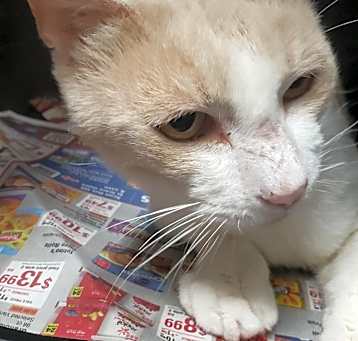 Photo of Mango