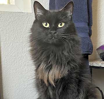 Photo of Suri