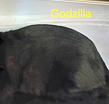 Photo of Godzilla