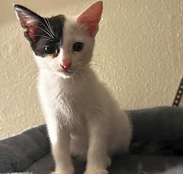 Photo of Biscotti
