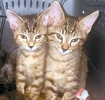 Photo of Merlin & Murphy