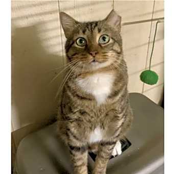 Photo of CatMan