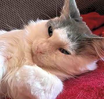 Photo of Honey Girl