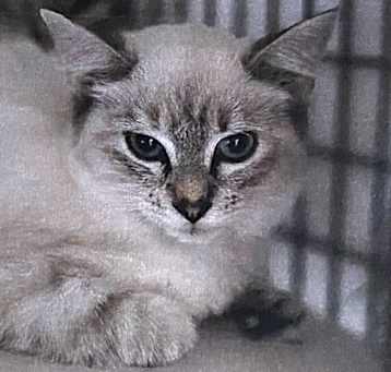 Photo of Lotus